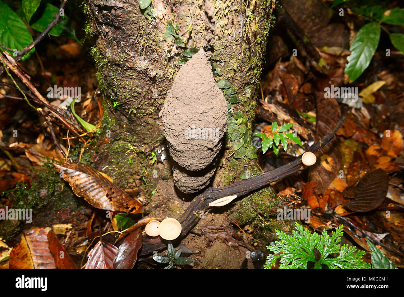 Le phallus Termitières (Dicuspiditermes) dans la forêt primaire, Danum Valley Conservation Area, Bornéo, Sabah, Malaisie Banque D'Images Le phallus Termitières (Dicuspiditermes) dans la forêt primaire, Danum Valley Conservation Area, Bornéo, Sabah, Malaisie Banque D'Images