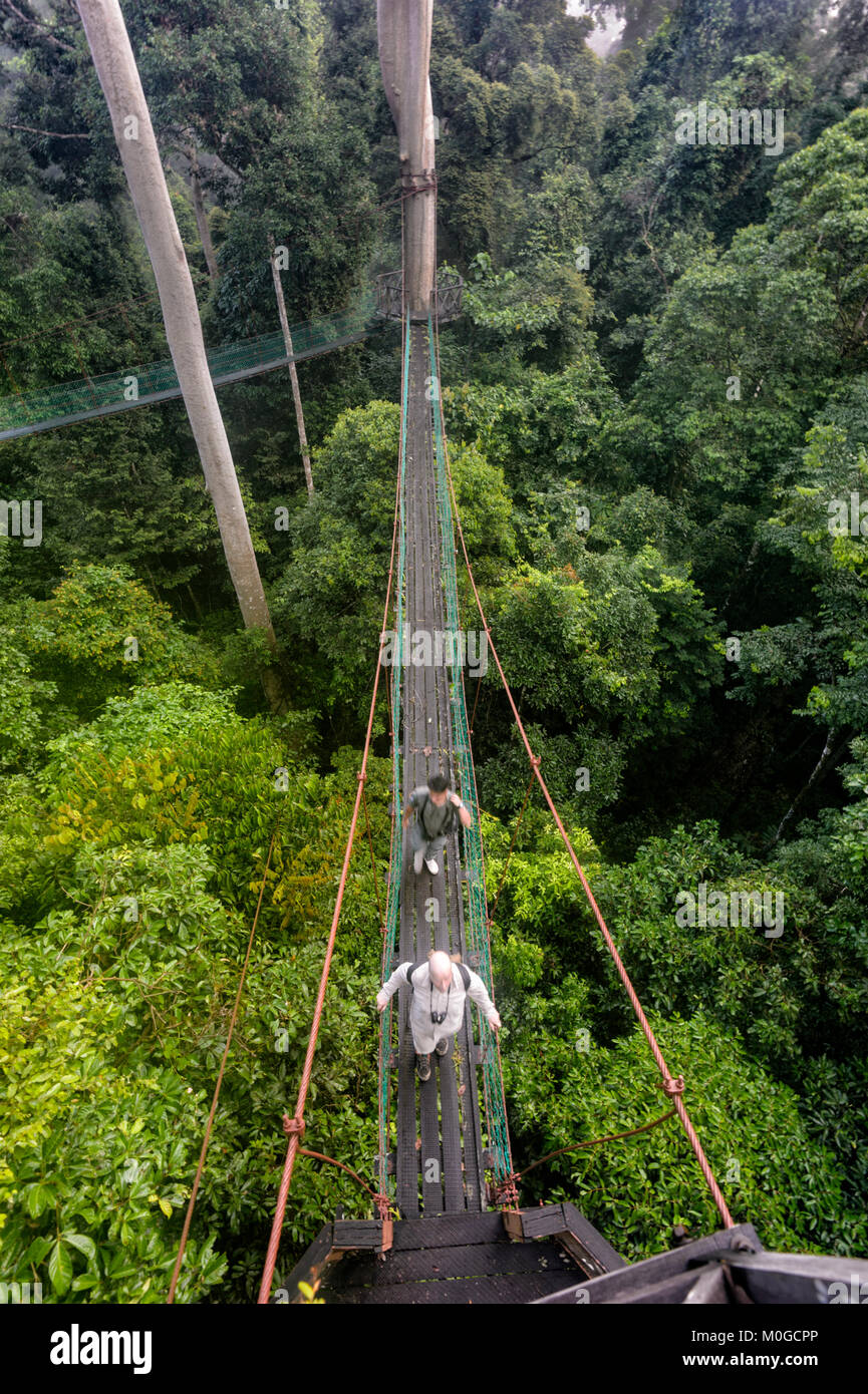 Canopy Walkway, Danum Valley Conservation Area, Bornéo, Sabah, Malaisie Banque D'Images Canopy Walkway, Danum Valley Conservation Area, Bornéo, Sabah, Malaisie Banque D'Images