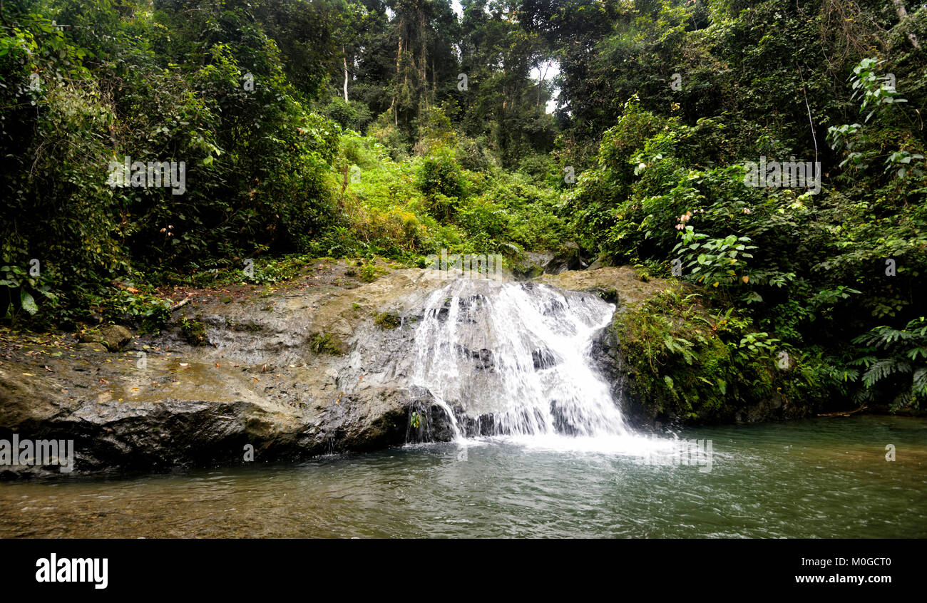 Cascade dans la forêt primaire à Danum Valley Conservation Area, Bornéo, Sabah, Malaisie Banque D'Images Cascade dans la forêt primaire à Danum Valley Conservation Area, Bornéo, Sabah, Malaisie Banque D'Images