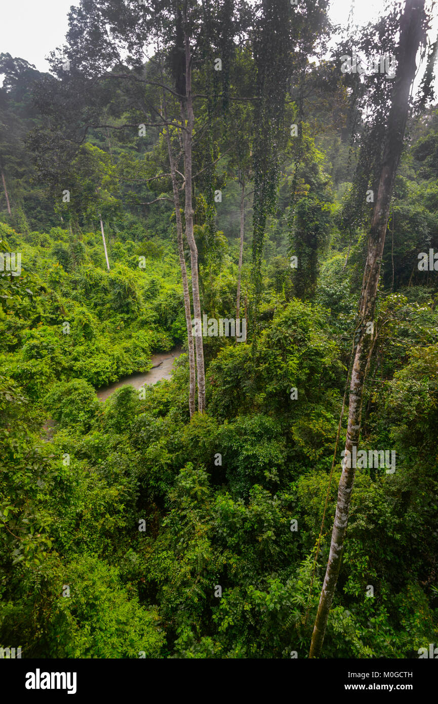 De grands arbres dans la forêt tropicale primaire à Danum Valley Conservation Area, Bornéo, Sabah, Malaisie Banque D'Images De grands arbres dans la forêt tropicale primaire à Danum Valley Conservation Area, Bornéo, Sabah, Malaisie Banque D'Images