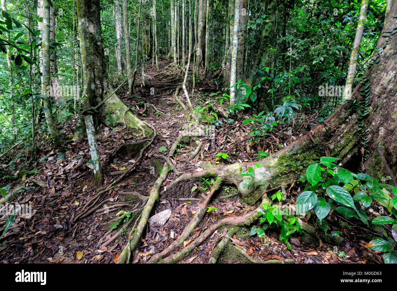 Les racines exposées dans la forêt tropicale primaire, Danum Valley Conservation Area, Bornéo, Sabah, Malaisie Banque D'Images Les racines exposées dans la forêt tropicale primaire, Danum Valley Conservation Area, Bornéo, Sabah, Malaisie Banque D'Images