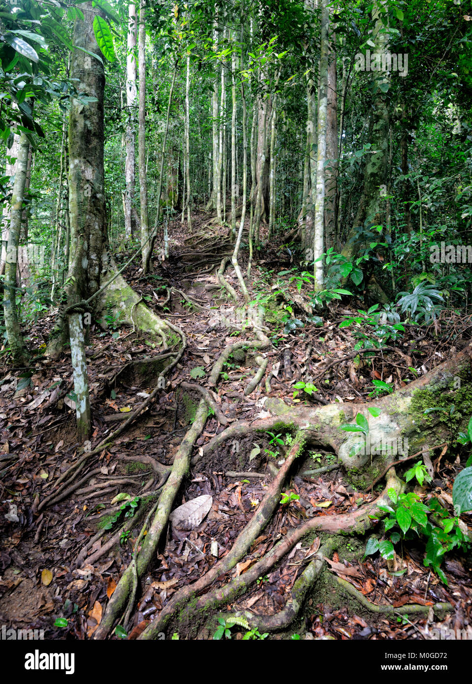 Les racines exposées dans la forêt tropicale primaire, Danum Valley Conservation Area, Bornéo, Sabah, Malaisie Banque D'Images Les racines exposées dans la forêt tropicale primaire, Danum Valley Conservation Area, Bornéo, Sabah, Malaisie Banque D'Images