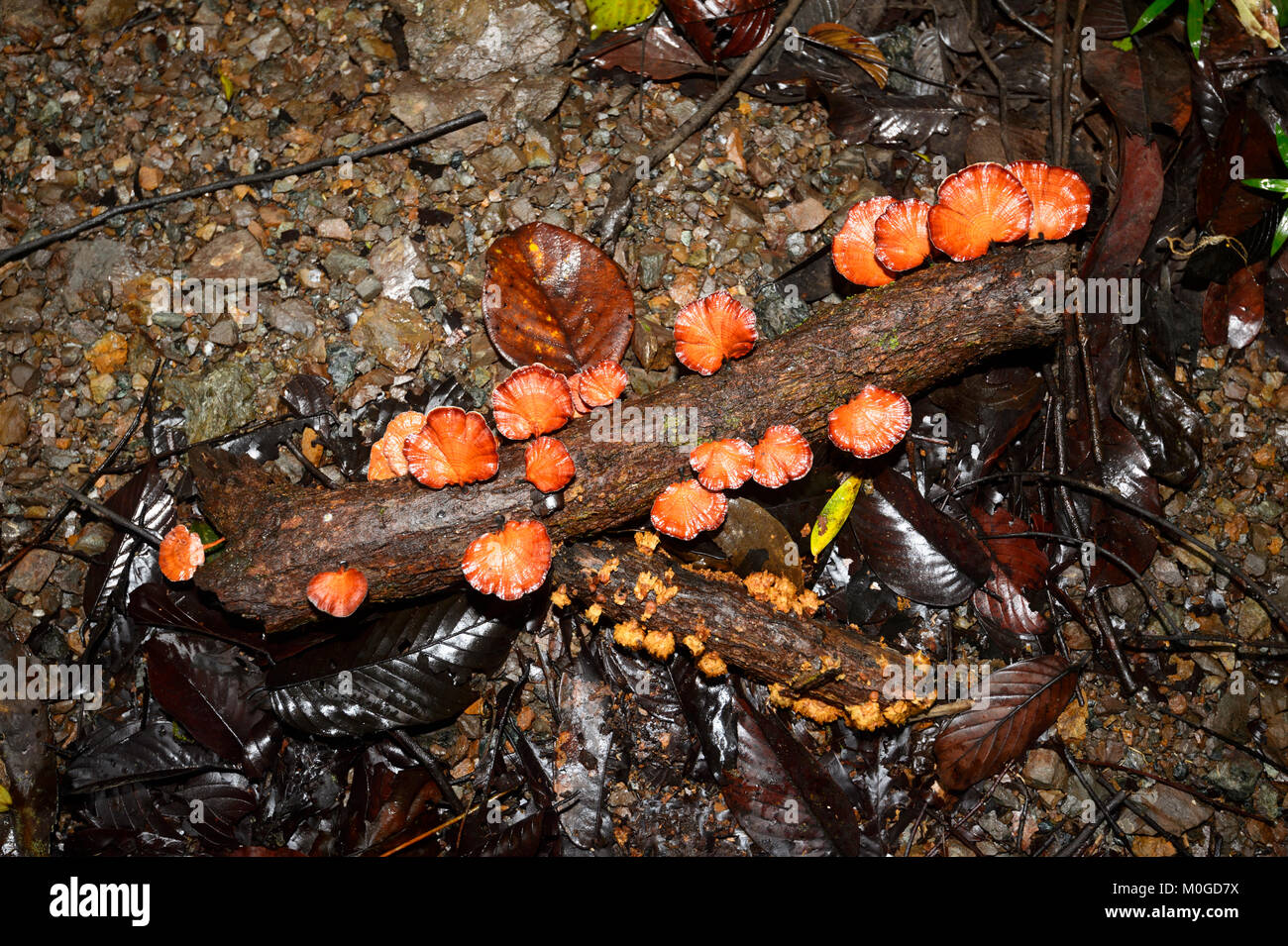 Support Orange Champignons poussant sur le sol de la forêt, la zone de conservation de la vallée de Danum, Bornéo, Sabah, Malaisie Banque D'Images Support Orange Champignons poussant sur le sol de la forêt, la zone de conservation de la vallée de Danum, Bornéo, Sabah, Malaisie Banque D'Images