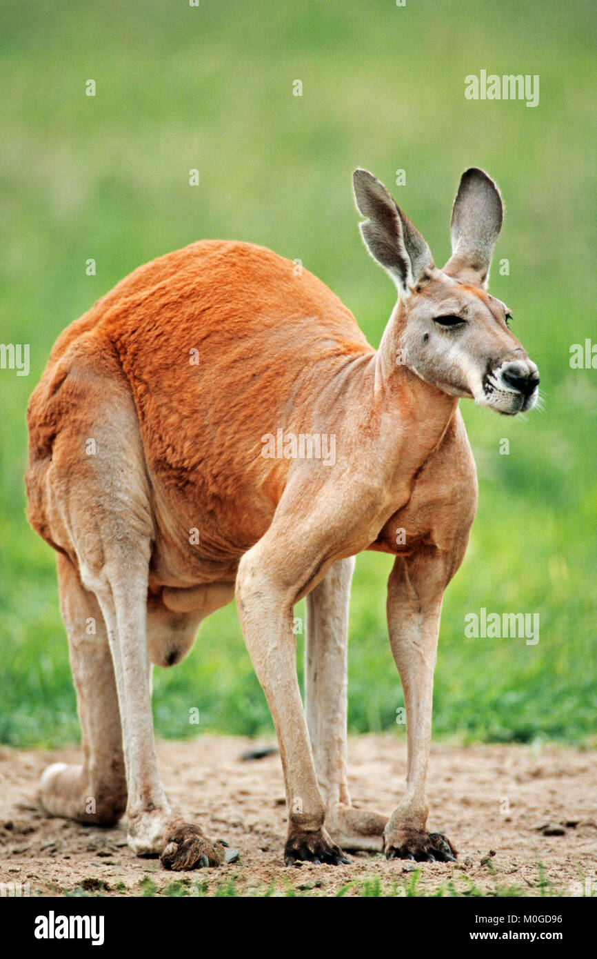 Kangourou rouge, homme / (Macropus rufus) | Rotes Riesenkaenguru (Macropus rufus, Maennchen) Banque D'Images