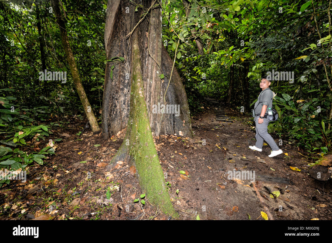 Guide montrant un contrefort arbre dans la forêt primaire, Danum Valley Conservation Area, Bornéo, Sabah, Malaisie Banque D'Images Guide montrant un contrefort arbre dans la forêt primaire, Danum Valley Conservation Area, Bornéo, Sabah, Malaisie Banque D'Images