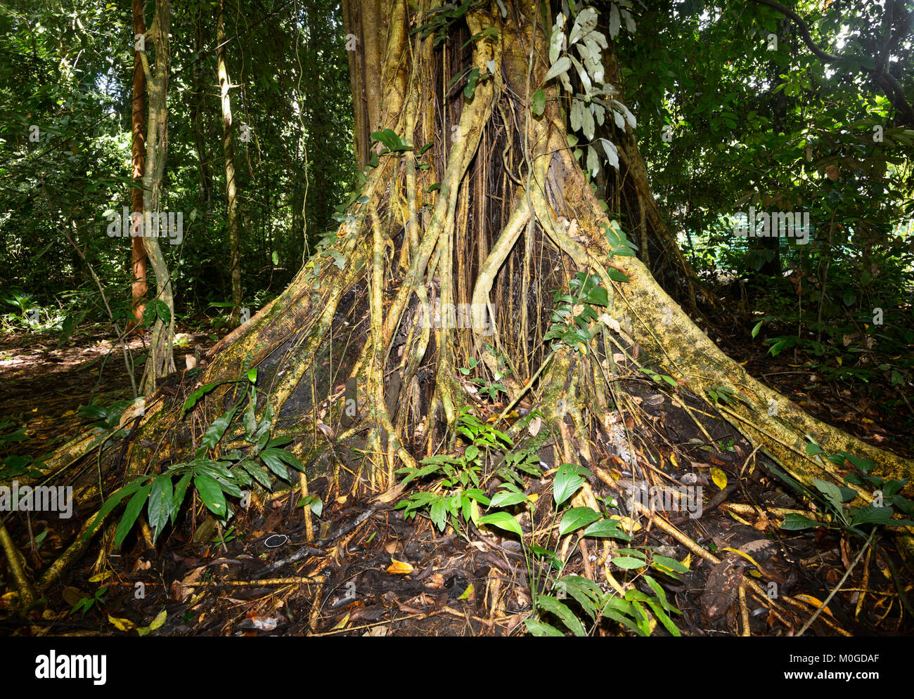 Arbre généalogique de diptérocarpacées avec racines exposées dans la forêt tropicale primaire, Danum Valley Conservation Area, Bornéo, Sabah, Malaisie Banque D'Images Arbre généalogique de diptérocarpacées avec racines exposées dans la forêt tropicale primaire, Danum Valley Conservation Area, Bornéo, Sabah, Malaisie Banque D'Images
