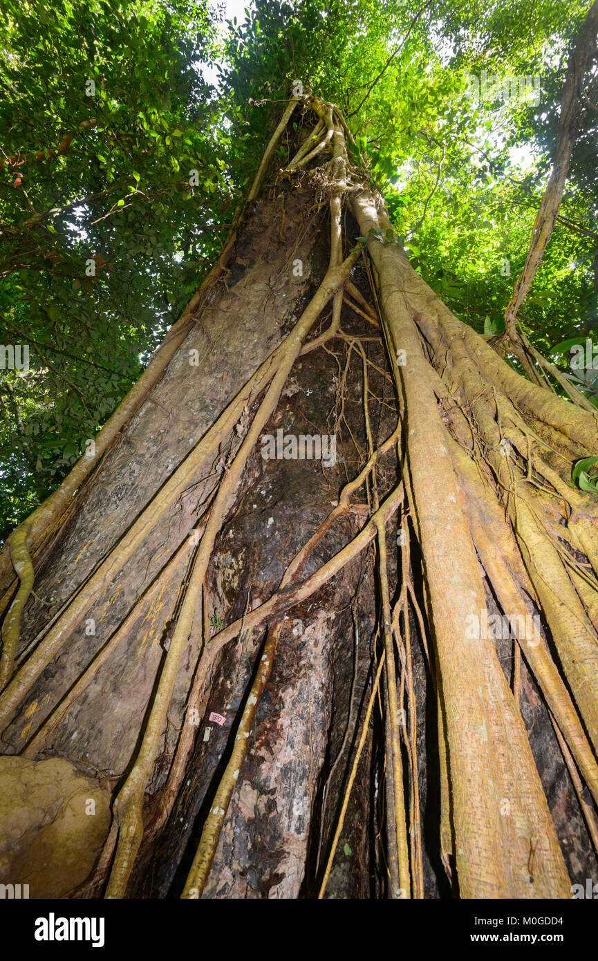 Arbre généalogique de diptérocarpacées avec racines exposées dans la forêt tropicale primaire, Danum Valley Conservation Area, Bornéo, Sabah, Malaisie Banque D'Images Arbre généalogique de diptérocarpacées avec racines exposées dans la forêt tropicale primaire, Danum Valley Conservation Area, Bornéo, Sabah, Malaisie Banque D'Images