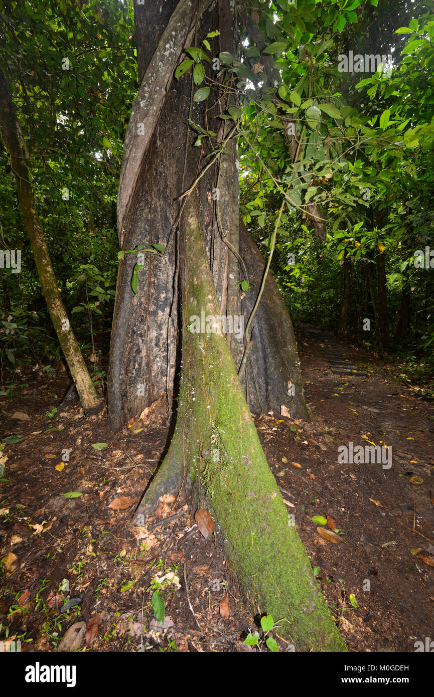 Grand arbre avec contrefort racines dans la forêt primaire, Danum Valley Conservation Area, Bornéo, Sabah, Malaisie Banque D'Images