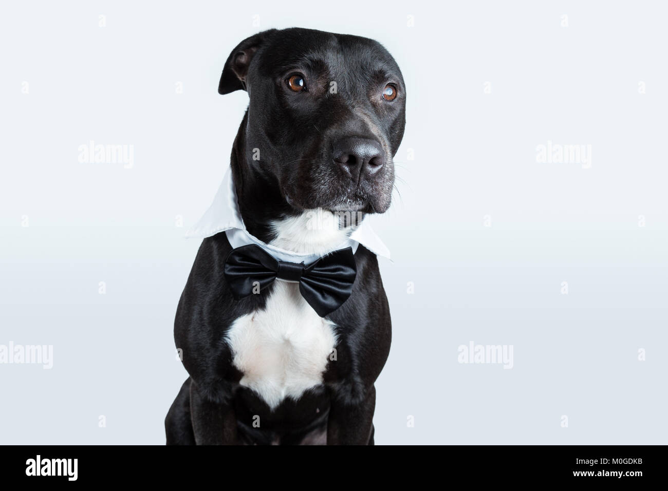 Un américain Pitbull Terrier portant un collier noeud papillon dans un fond gris à la lumière (vers la droite). Banque D'Images