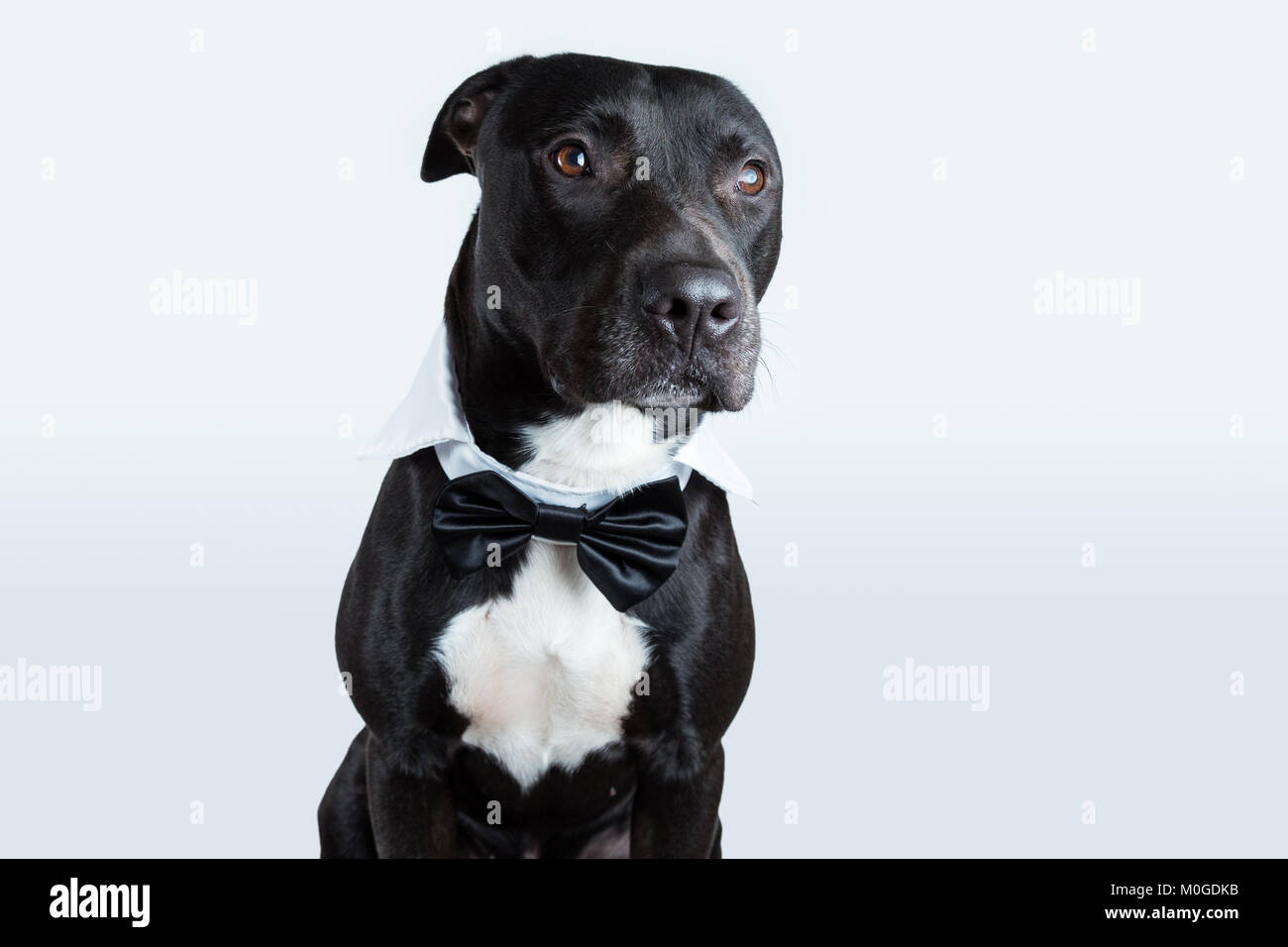 Un américain Pitbull Terrier portant un collier noeud papillon dans un fond  gris à la lumière (vers la droite Photo Stock - Alamy