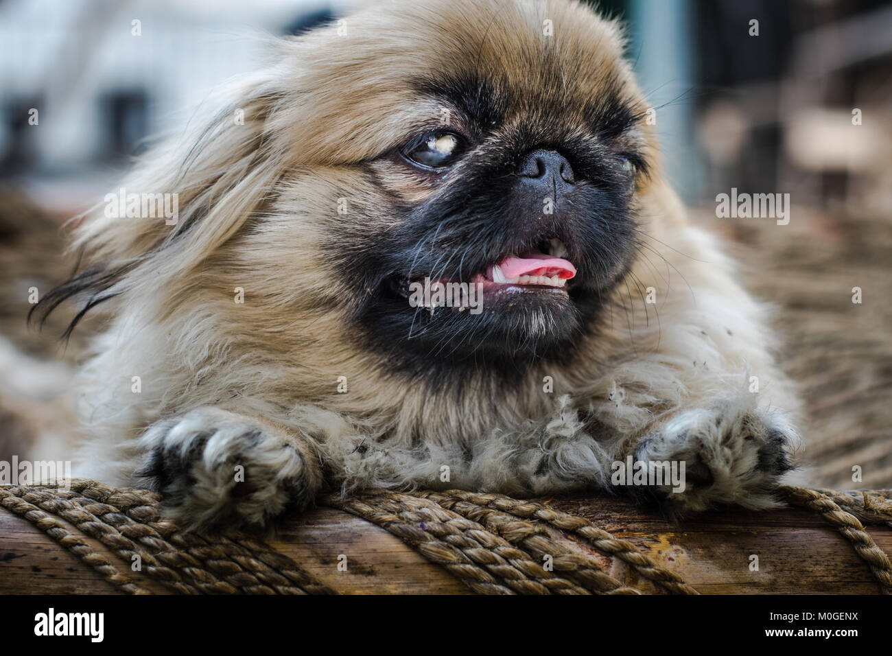 Mignon Petit Canard Ou Chien Lion Une Ancienne Race De Chien Jouets En Provenance De Chine A Droite Et Montrant De La Langue Photo Stock Alamy
