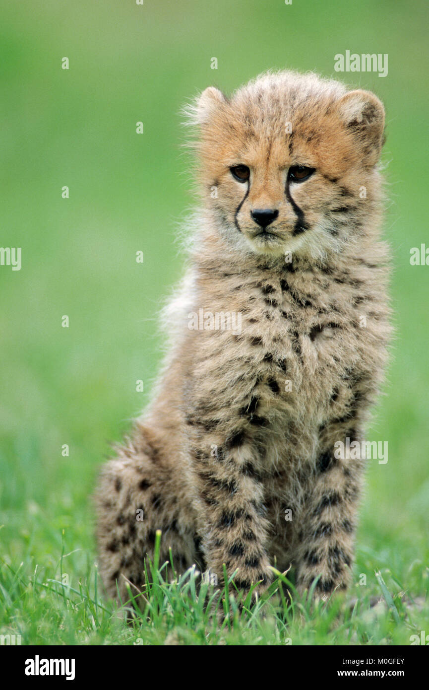 Cheetah acinonyx jubatus gepard baby Banque de photographies et d ...