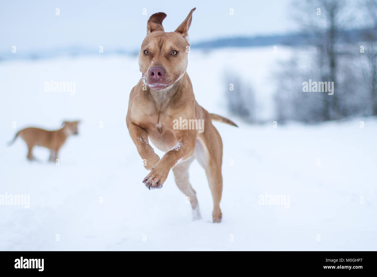 Fosse de travail exécutant Bulldog dans la neige Banque D'Images