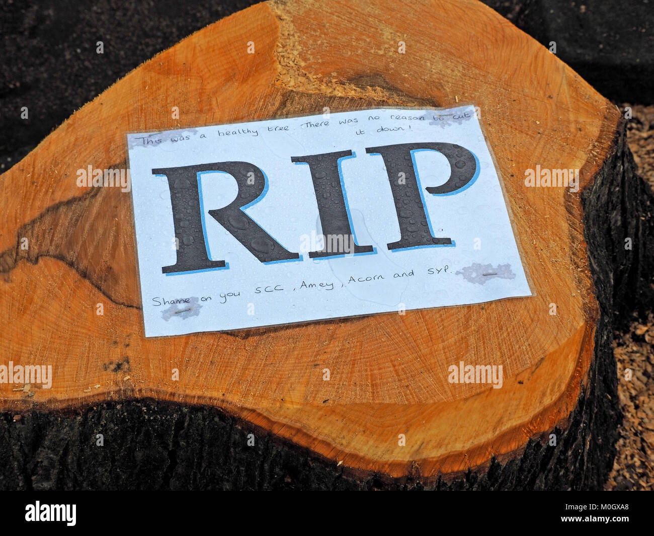 Sheffield, West Yorkshire, Angleterre. 22 janvier, 2018. Un signe agrafé à l'arrêt de souche scié l'un des nombreux arbres coupés en bonne santé à Sheffield contre la volonté du peuple, dans l'Amey - Sheffield controverse PFI conseil se lit ''RIP était un arbre sain. Il n'y avait aucune raison de l'abattre ! Honte sur vous, le CCN Amey, Acorn et psy' Crédit : Steve Holroyd/Alamy Live News Banque D'Images