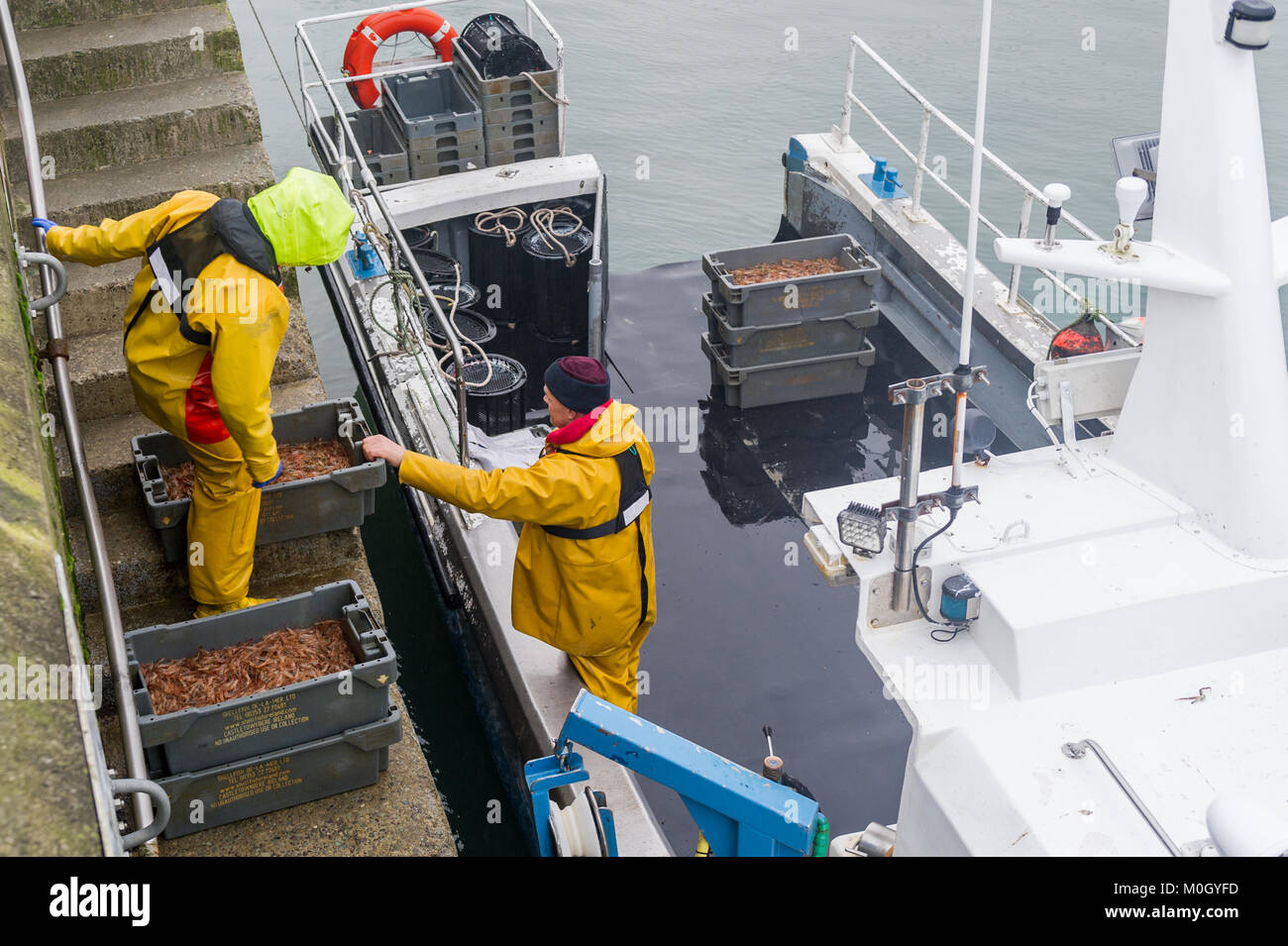 Schull, Irlande. 22 janvier 2018. Après les tempêtes et les mauvaises conditions météorologiques des dernières semaines, l'Irlande a été calme et sèche aujourd'hui. À Schull Pier, les pêcheurs locaux déchargent leurs prises de crevettes, qui sont en route pour la France et l'Espagne après transformation à Castletownbere. Crédit : AG News/Alay Live News. Banque D'Images