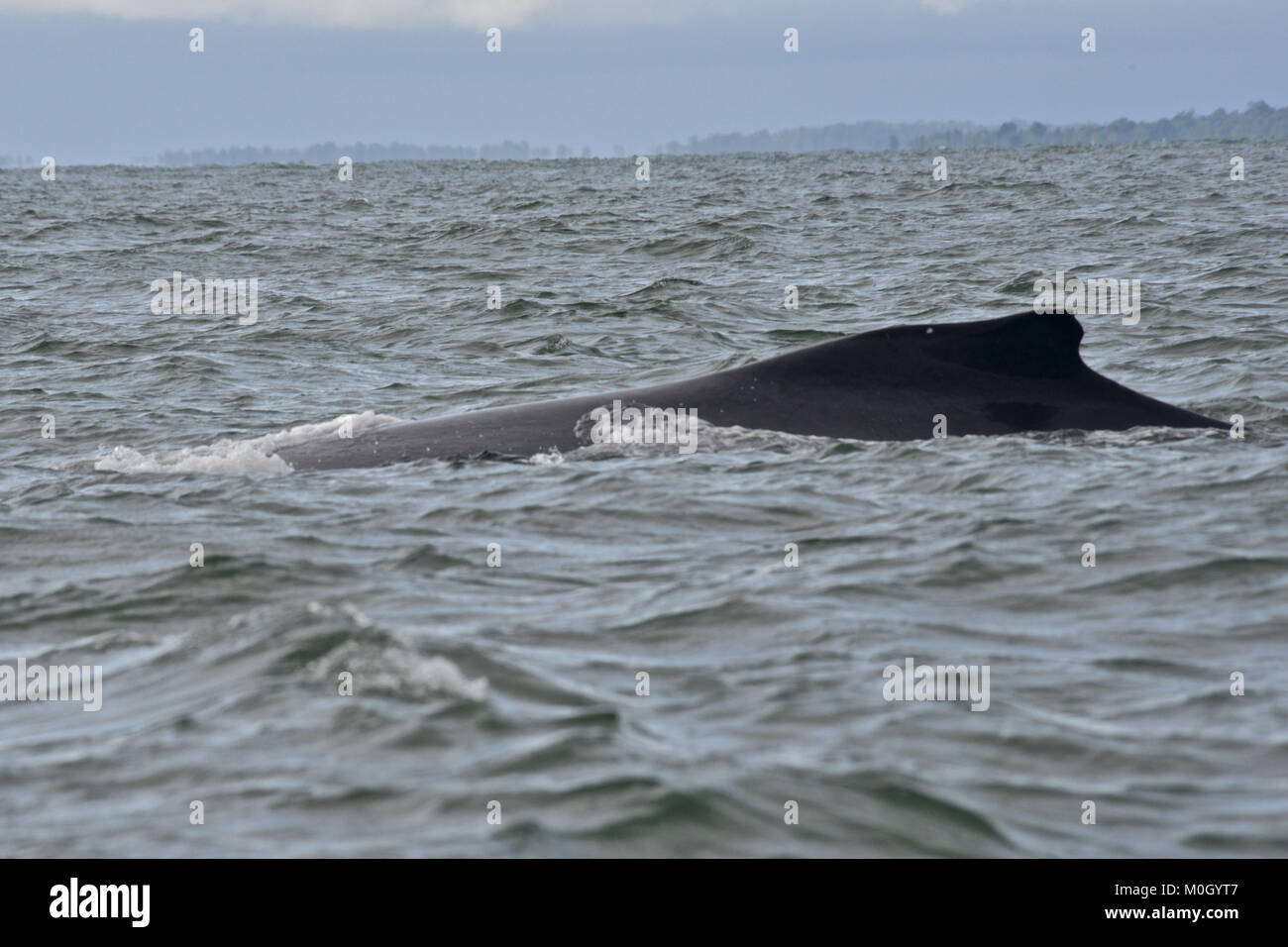 La Vallée du Cauca, en Colombie. 18 juillet, 2017. De juillet à octobre, des centaines de baleines à bosse se rassemblent dans les eaux chaudes près de BahÃ-a Malaga, côte du Pacifique colombien Crédit : Hhh/ZUMA/Alamy Fil Live News Banque D'Images