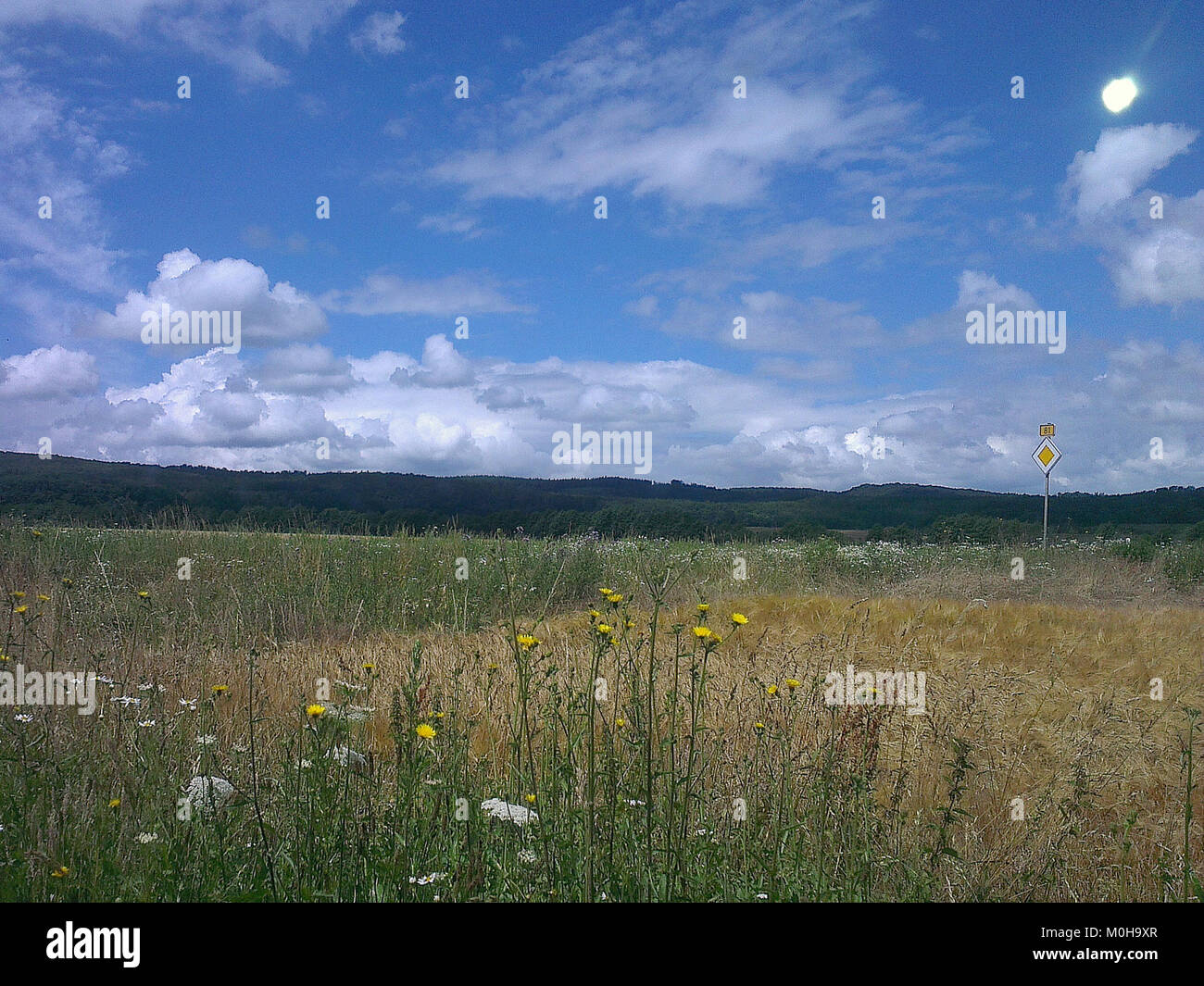 La désignation “Bundesstraße 81” fait référence à une autoroute fédérale en Allemagne ; “Vorfahrt” indique la priorité à une intersection. La signalisation et l’infrastructure du B 81 illustrent le réseau routier et le système de régulation de la circulation en Allemagne. Banque D'Images