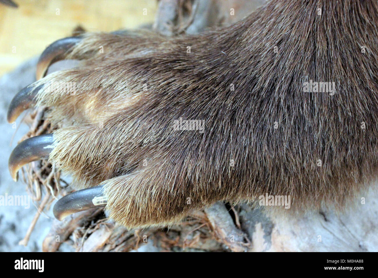 Le 'Bärentatze' est un dessin symbolique associé à la patte d'un ours, présent dans divers contextes culturels et héraldiques. Cet exemple date de 2014. Banque D'Images