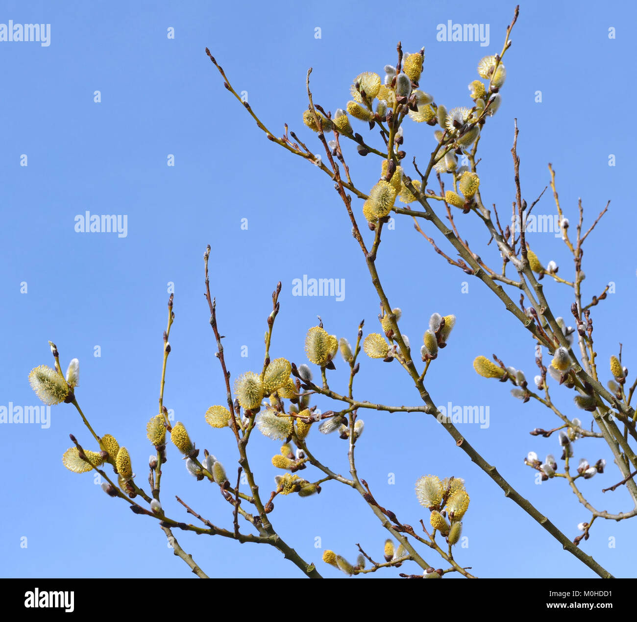 Cette image montre des branches de Salix caprea, communément appelé saule de chèvre, trouvées à Goseberg, illustrant les caractéristiques distinctives et l’habitat de la plante. Banque D'Images
