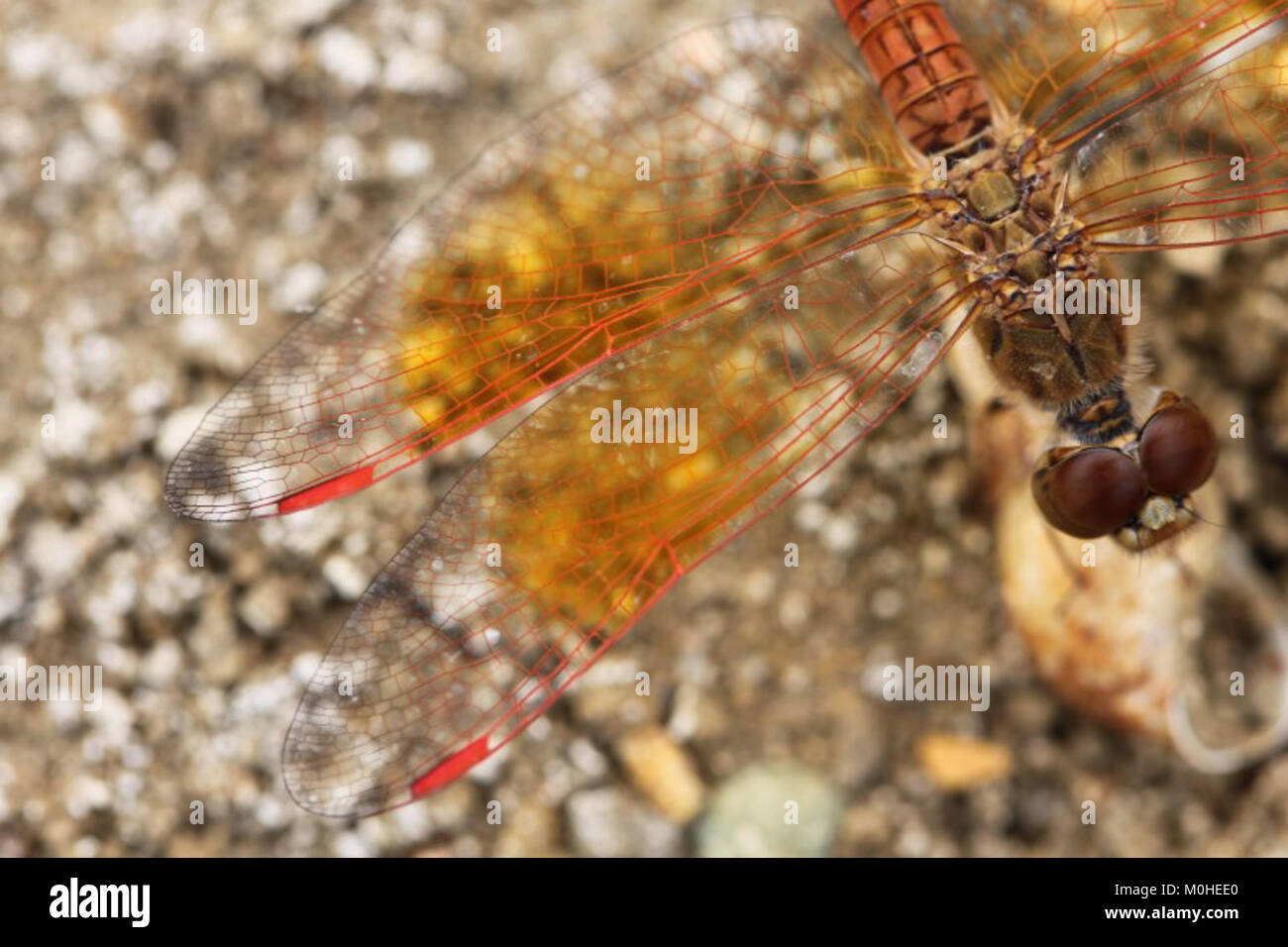 Brachythemis contaminata (Libellulidae), Kaeng Krachan, Thaïlande Banque D'Images