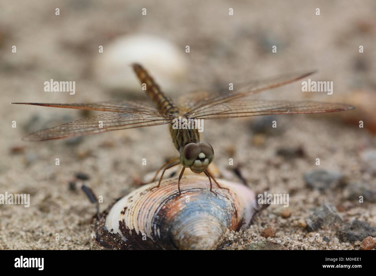 Brachythemis contaminata (Libellulidae), Kaeng Krachan, Thaïlande - 2 Banque D'Images