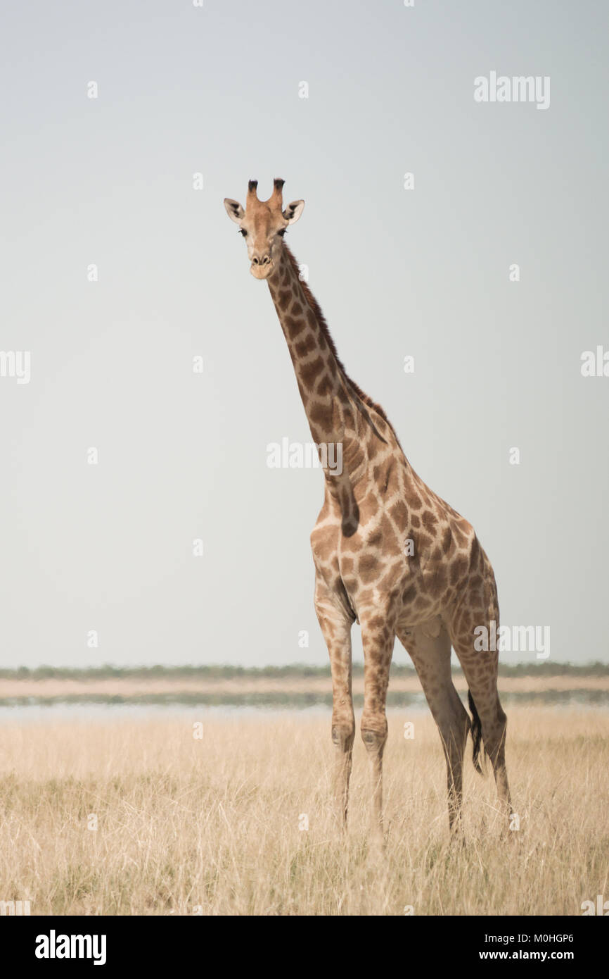 Seul, debout, la girafe Banque D'Images
