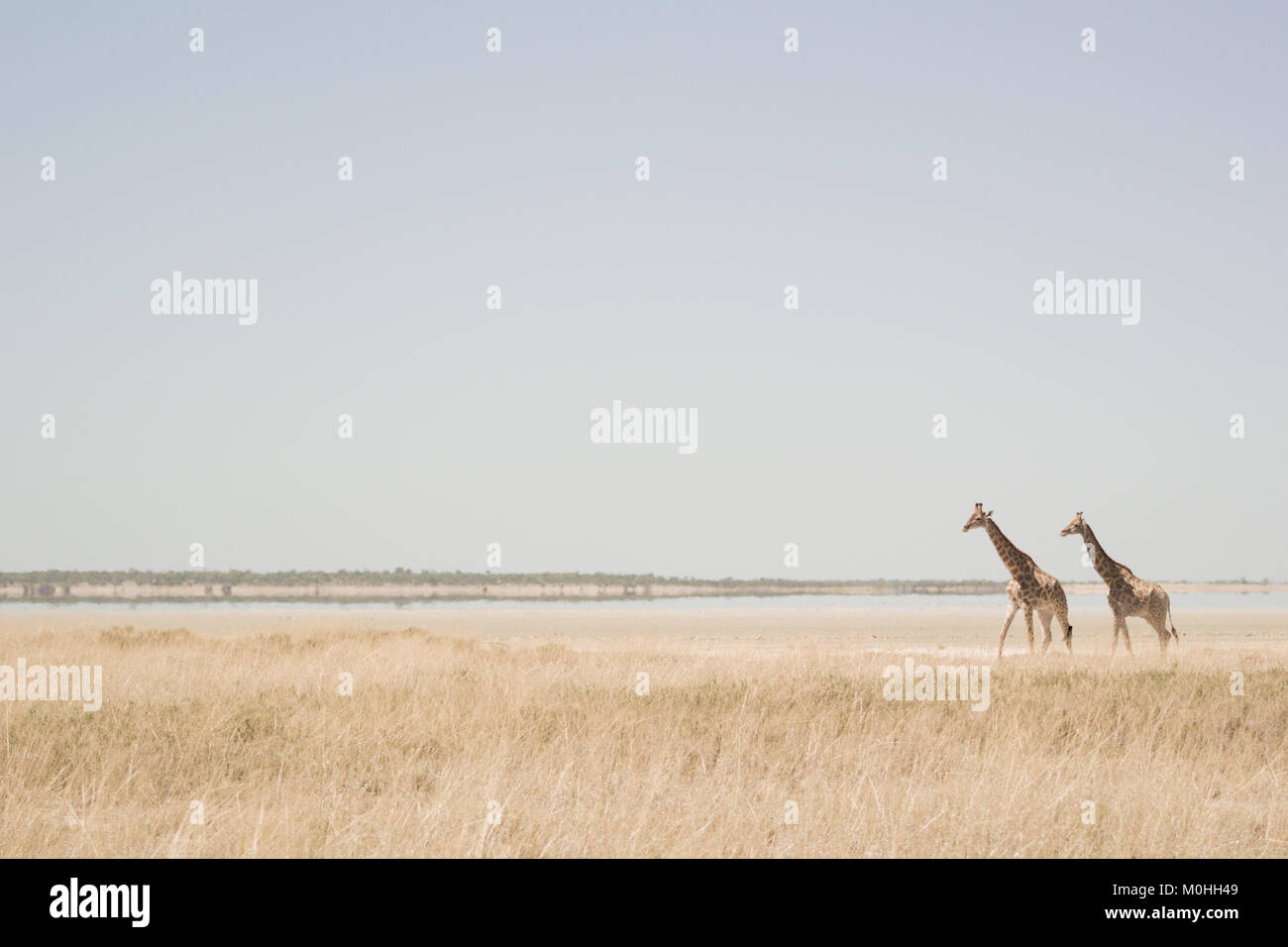Paire de girafe marche à travers la savane, avec mirage à l'horizon Banque D'Images
