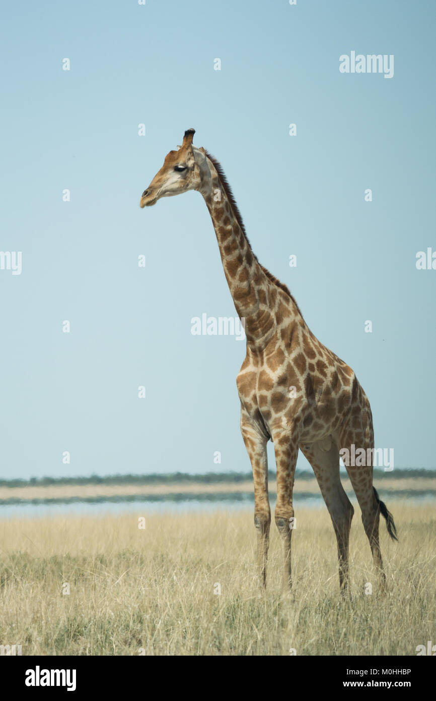 Portrait de profil d'une girafe les yeux dans la distance, seule dans l'herbe longue Banque D'Images