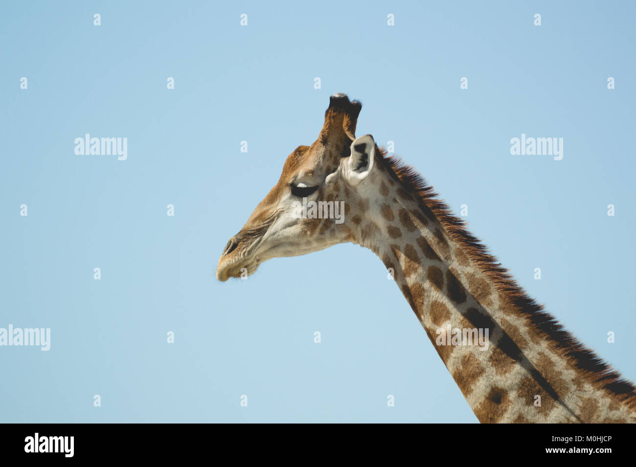 Close up Girafe Tête en profil. Banque D'Images