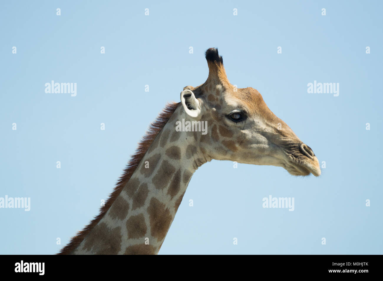 Close up Girafe Tête en profil. Banque D'Images