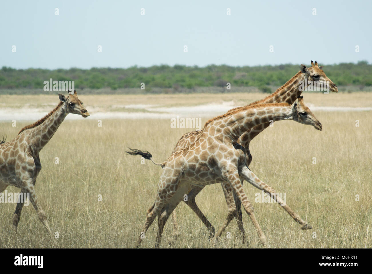 Petit troupeau de girafes galopant Banque D'Images