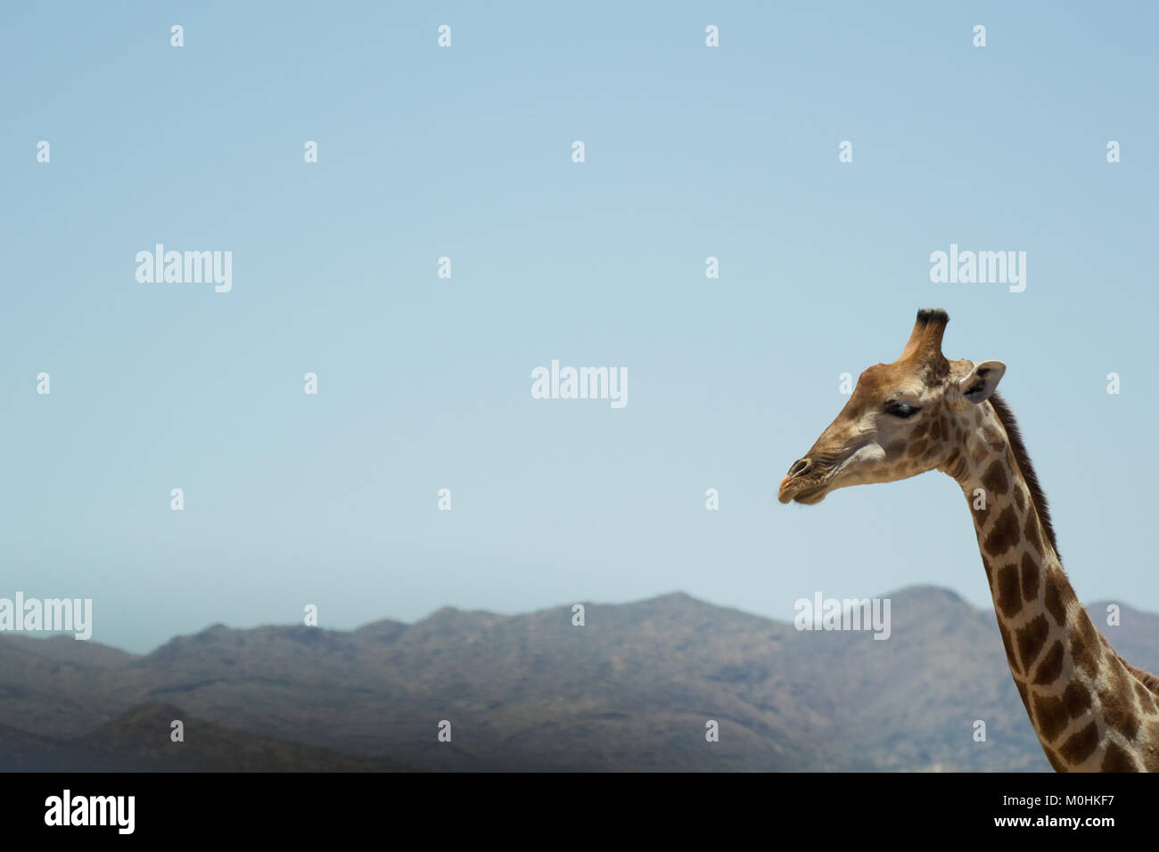 Profil de girafe avec mountain drop back Banque D'Images