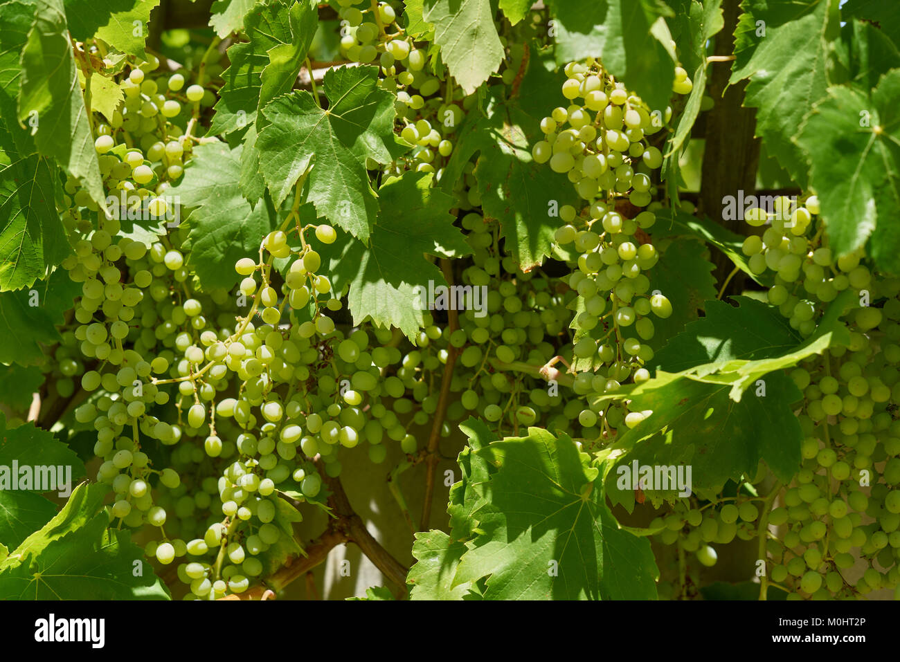Les jeunes raisins dans le Barossa Valley, Australie du Sud. Banque D'Images