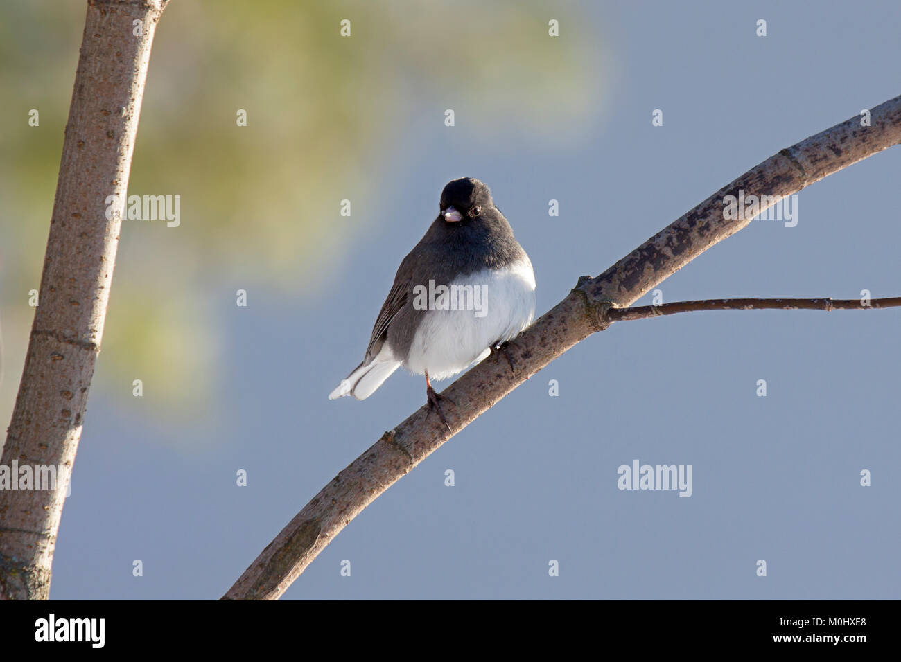 Un junco se trouve la fourche de deux branches d'arbres sur le site à l'autre à la recherche de nourriture. Les feuilles des arbres vert clair au sol avec le ciel bleu pastel Banque D'Images