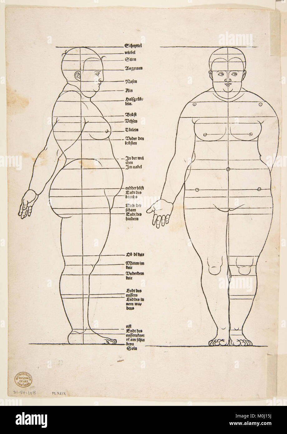 Cette illustration provient du Vier Bücher von menschlicher proportion (quatre livres sur la proportion humaine) d'Albrecht Dürer, publié à Nuremberg en 1528. Il présente les études détaillées de Dürer sur l'anatomie humaine et les proportions. Banque D'Images