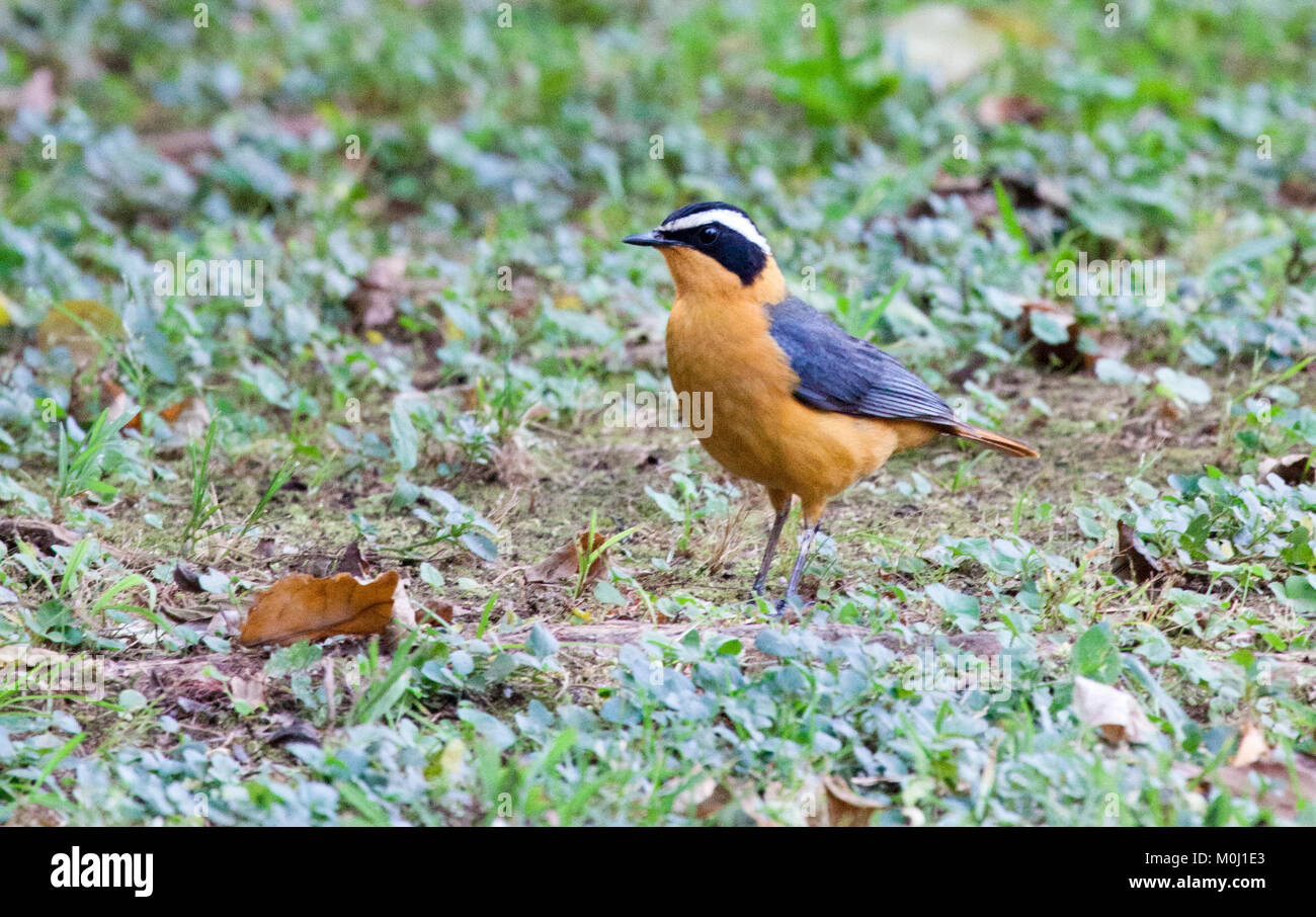 Rueppell's robin-chat (Cossypha semirufa) debout dans le jardin Banque D'Images