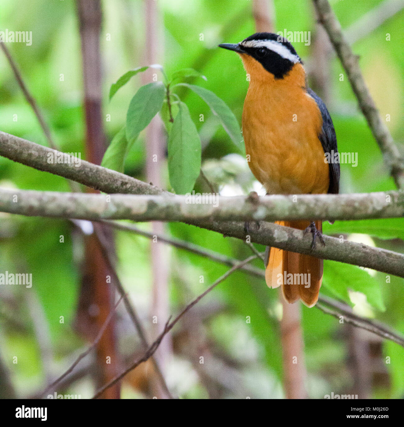 Rueppell's robin-chat (Cossypha semirufa) perché sur branche d'arbre en forêt Banque D'Images