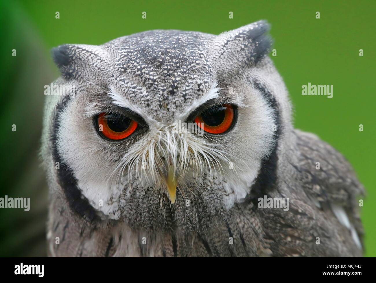 Le Nord de l'Afrique face blanche tachetée (Ptilopsis leucotis, Otus leucotis) face à l'appareil photo Banque D'Images