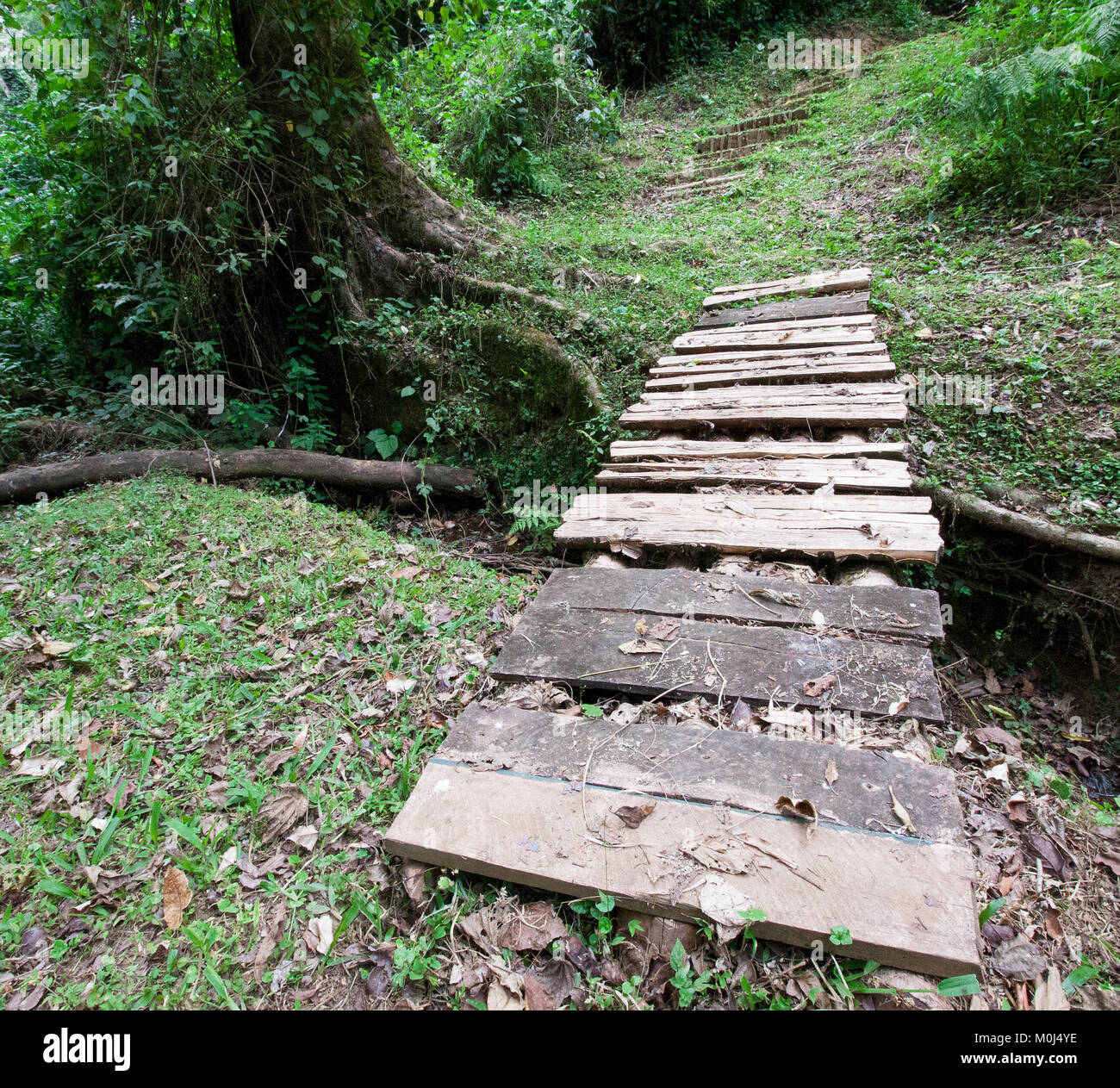 Pont de bois sur un petit cours d'eau dans la forêt de Kakamega, Kenya Banque D'Images