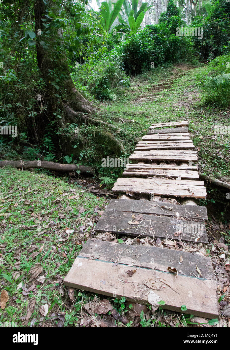 Pont de bois sur un petit cours d'eau dans la forêt de Kakamega, Kenya Banque D'Images