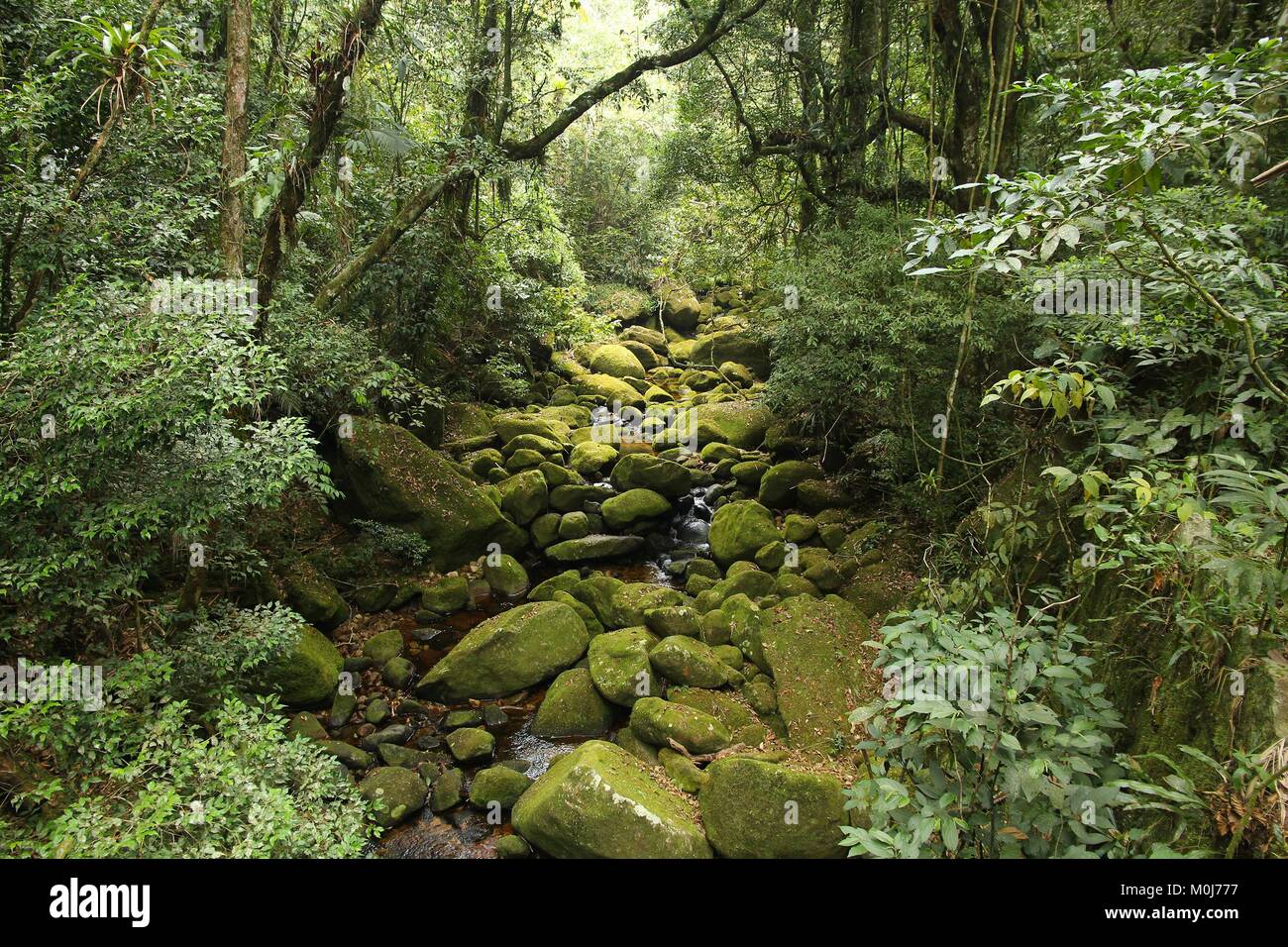 Brésil - jungle vue dans la forêt atlantique (Mata Atlantica) de l'écosystème dans le Parc National de la Serra dos Orgaos (état de Rio de Janeiro). Banque D'Images