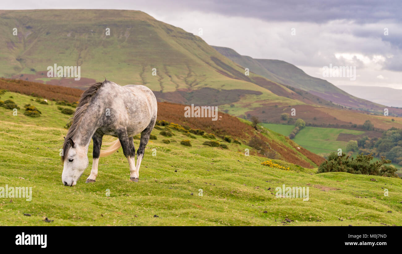 Un pâturage de chevaux sauvages près de Hay Bluff et Twmpa dans les Montagnes Noires, Brecon Beacons, Galles, Royaume-Uni Banque D'Images