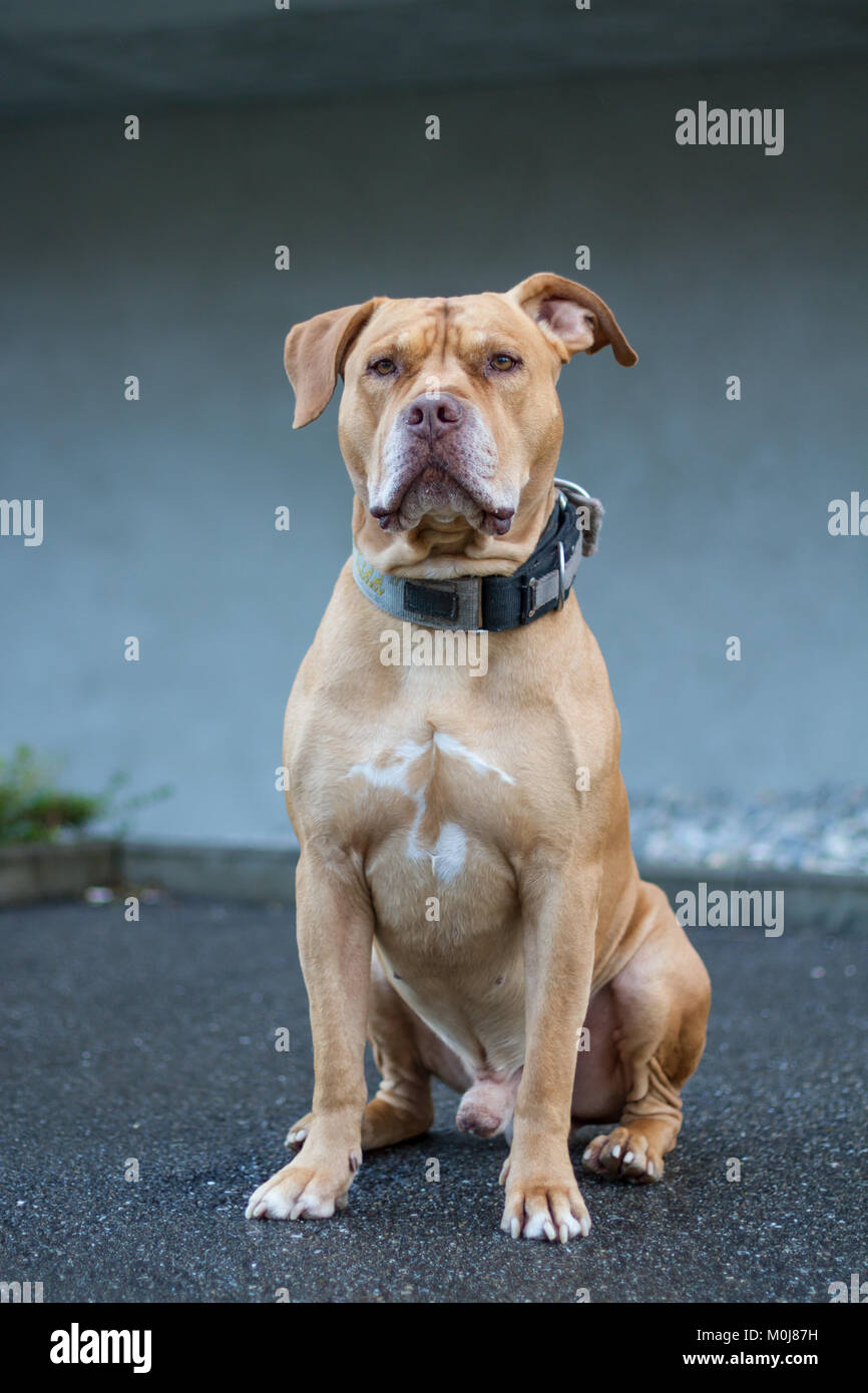 Ancien Pit Bull-dog sitting Banque D'Images