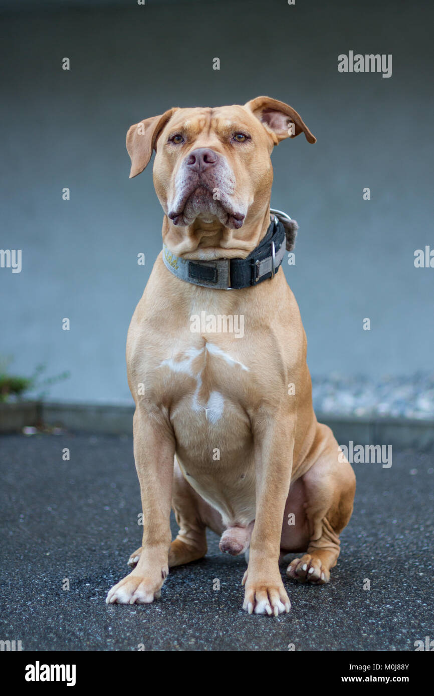 Ancien Pit Bull-dog sitting Banque D'Images