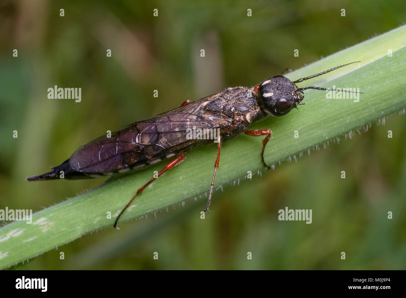 Insecte Volant Long Rouge Noir Et Blanc Banque D Image Et Photos Alamy Insecte Volant Long Rouge Noir Et Blanc Banque D Image Et Photos Alamy
