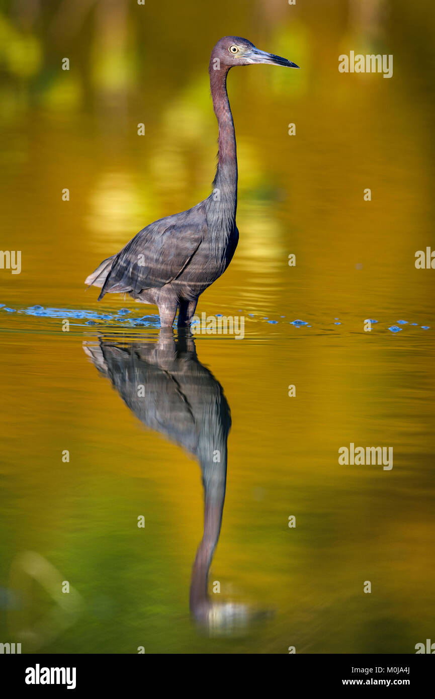 Peu d'adultes Héron, ( Egretta caerulea ) Corkscrew Swamp, couleurs naturelles. Cuba Banque D'Images Peu d'adultes Héron, ( Egretta caerulea ) Corkscrew Swamp, couleurs naturelles. Cuba Banque D'Images