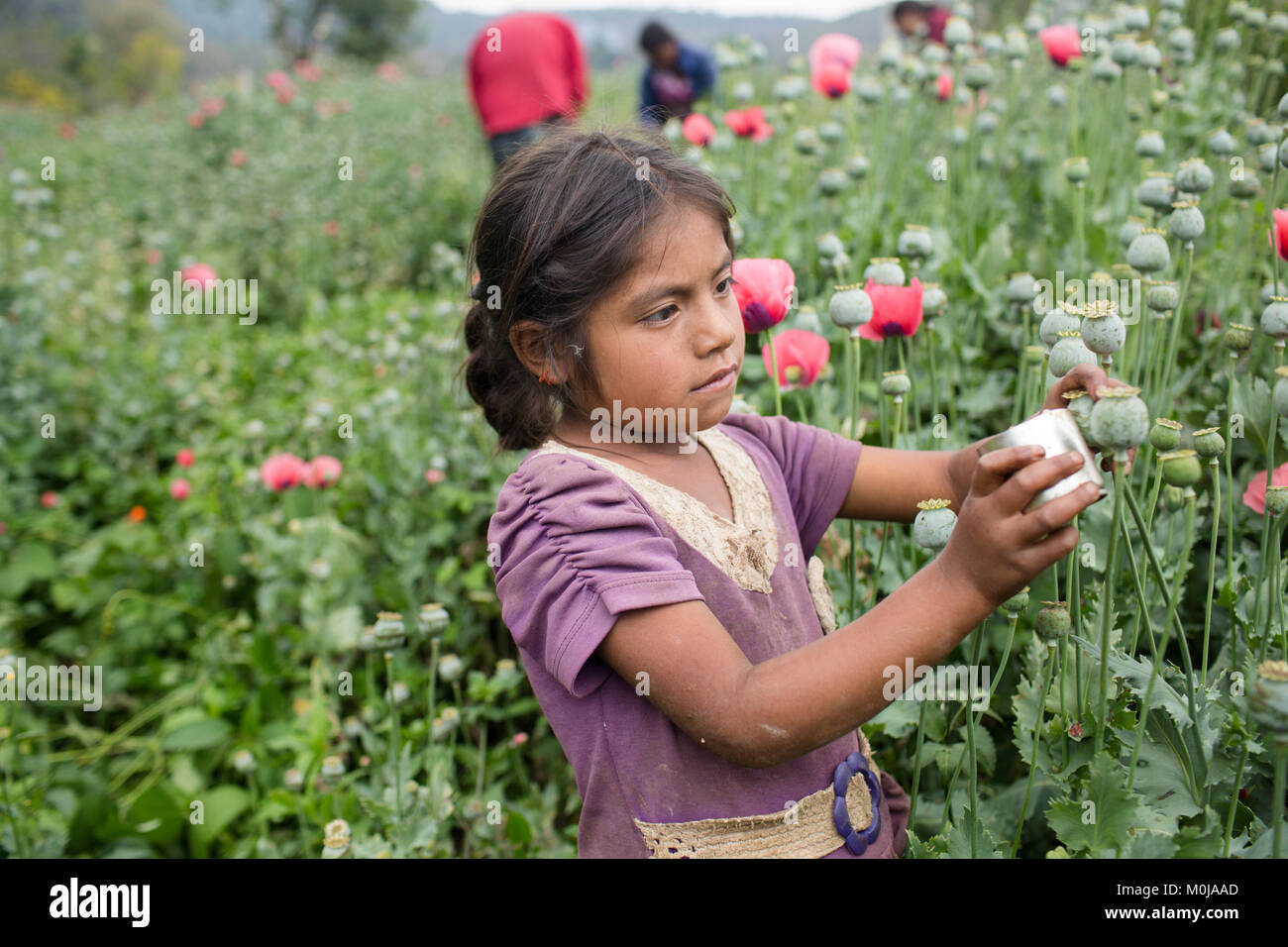 Une jeune fille tire "GUM", un liquide laiteux qui s'échappe des fleurs de  pavot et est plus tard transformé en héroïne, dans l'État mexicain de  Guerrero, le 23 avril 2016. Guerrero est