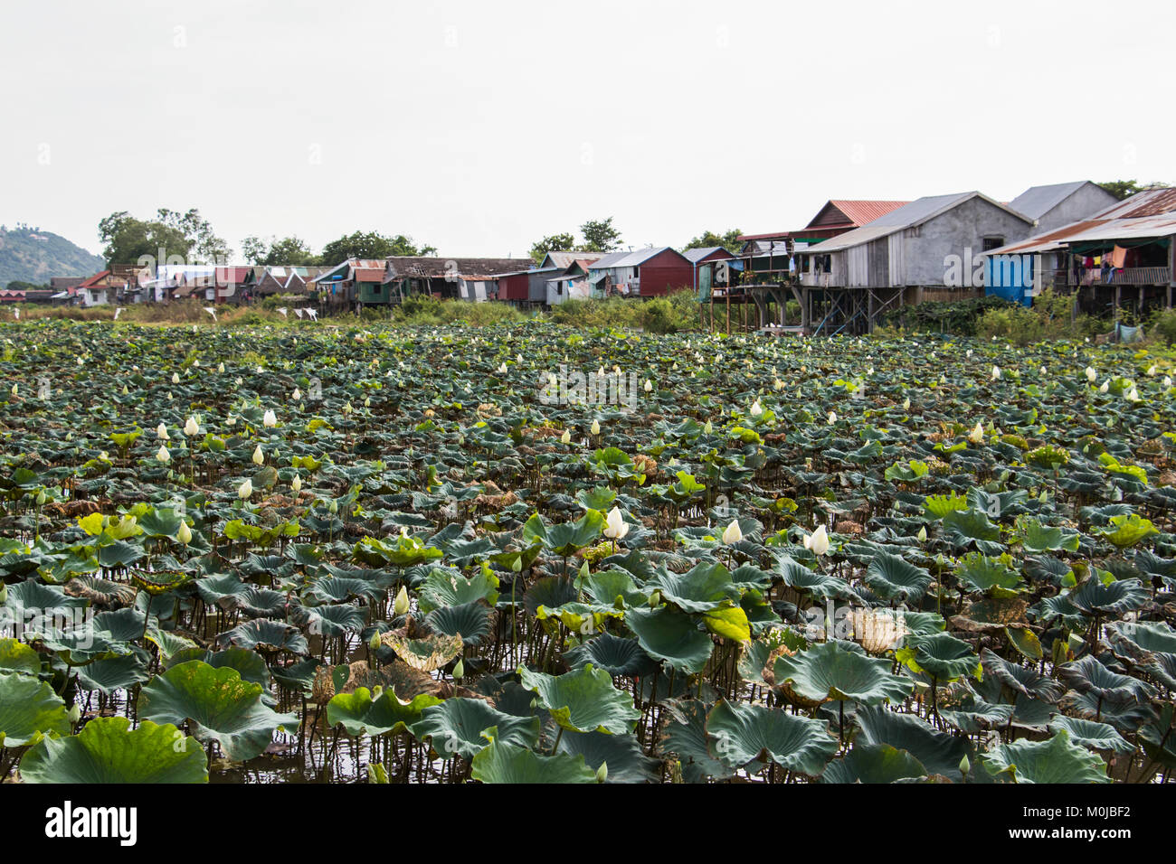 Maisons sur pilotis par la rivière de Siem Reap ; Russei Luk, Siem Reap, Cambodge Banque D'Images