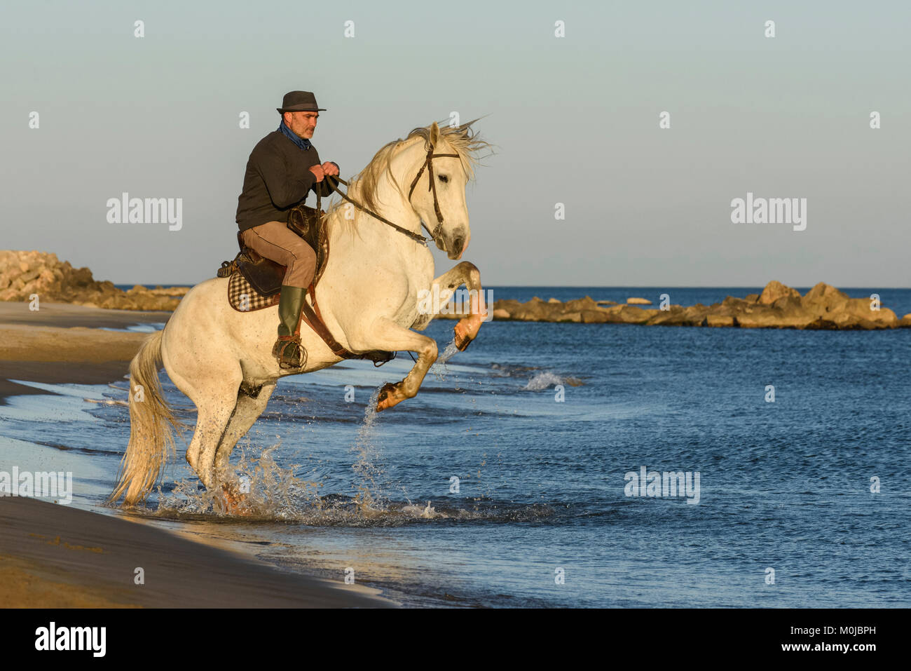 Un homme monte un cheval blanc (Equus ferus caballus) sur les rives de la Méditerranée, Camargue, France Banque D'Images