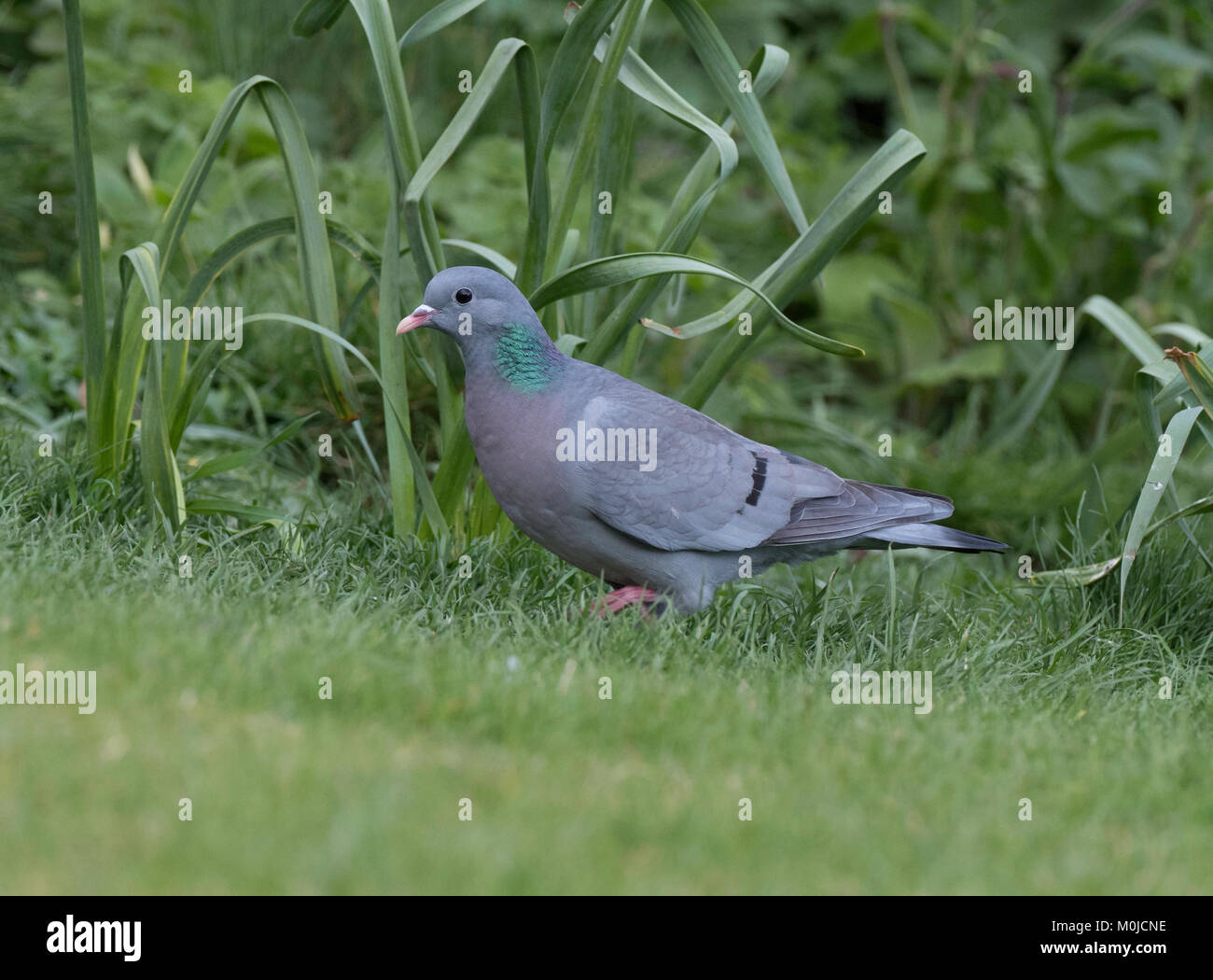 Pigeon colombin feeding in garden Banque D'Images